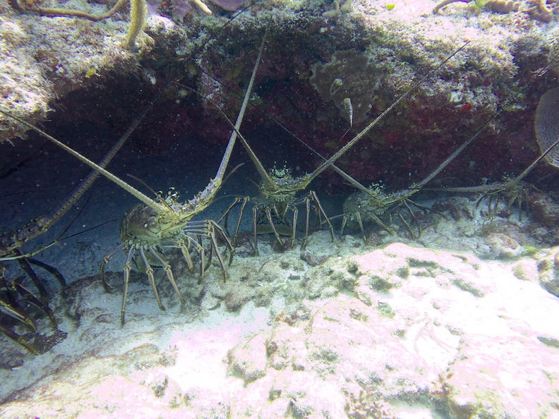 Spiny Lobsters IMG_4709.jpg